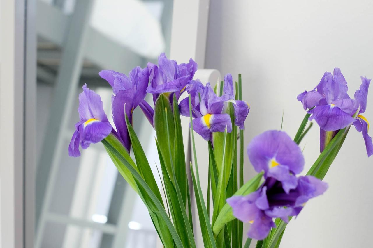 Regency Town House Hove